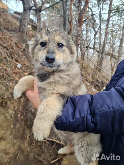 Щенок в добрые руки