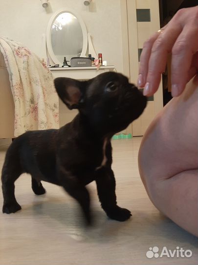 Продаётся щенок