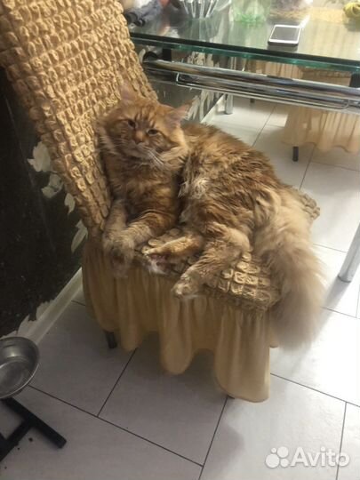 Мейн-кун вязка