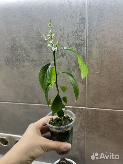 Микроцитрус вариегатный