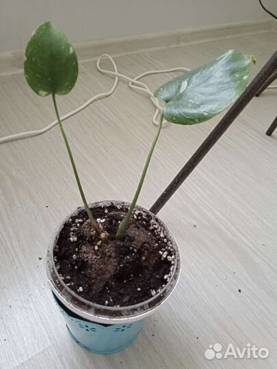 Монстера тайское созвездие