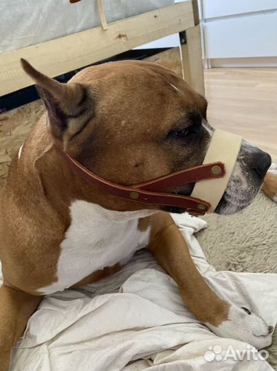 Намордник для собак