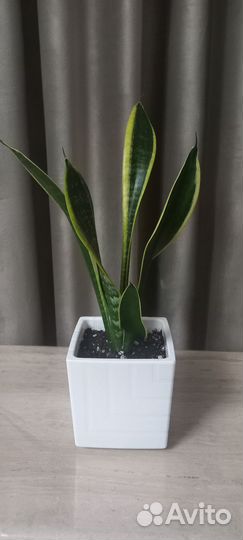 Сансевиерия Лауренти