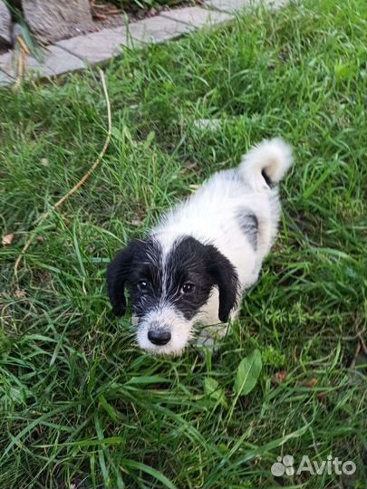 Маленькая собака в добрые руки бесплатно