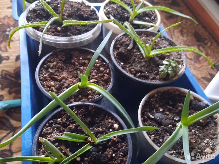 Каланхоэ цветущий, алоэ