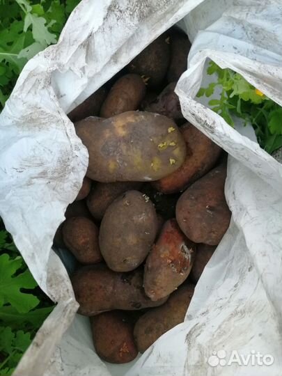 Картофель на посадку
