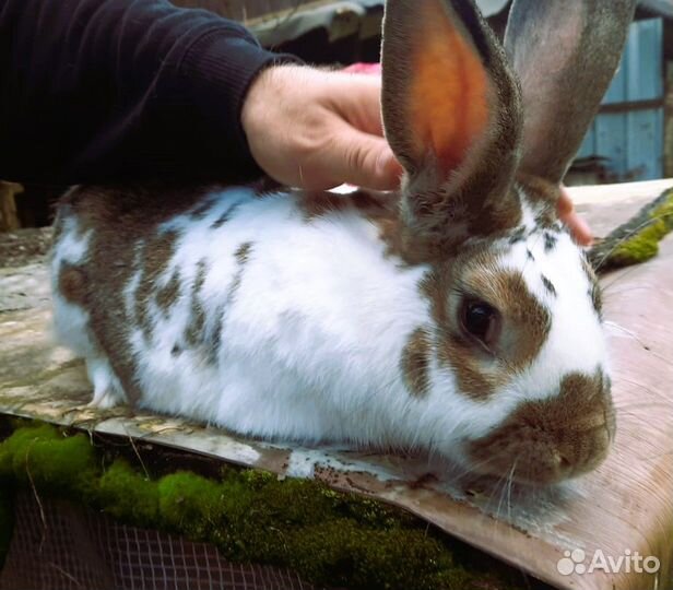 Кролики мясных пород