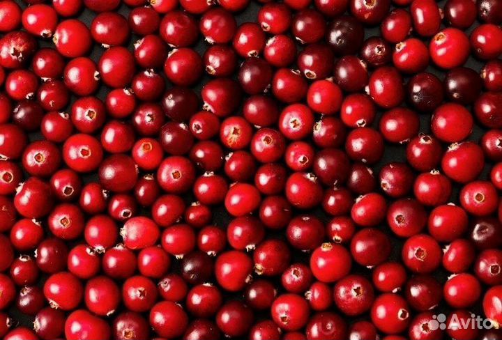 Облепиха. Клюква. Брусника. Смородина. Черника