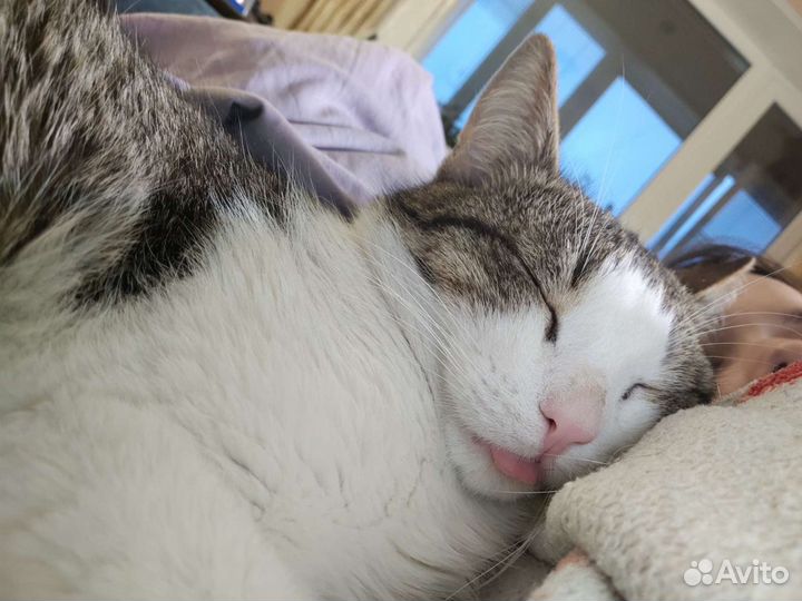 Передержка кошек