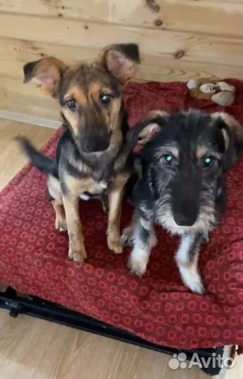 Собачка в добрые руки