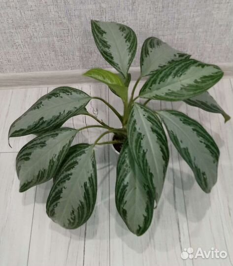 Аглаонема,сингониум,спатифилум