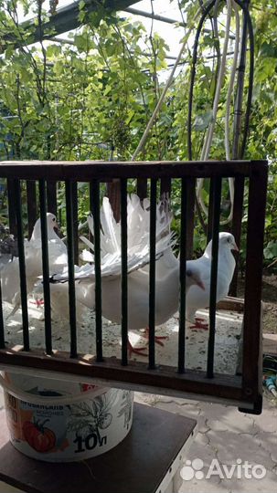 Продажа голубей