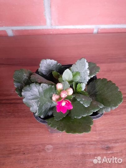 Каланхоэ цветущий