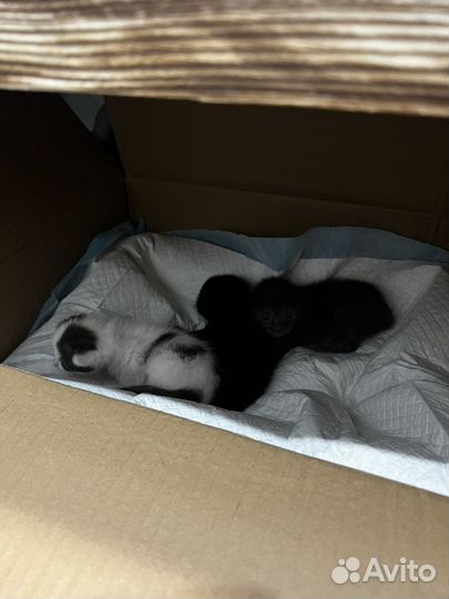 Кошка в дар бесплатно