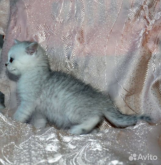 Шотландские котята прямоухие и вислоухие