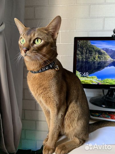 Абиссинский кот Вязка