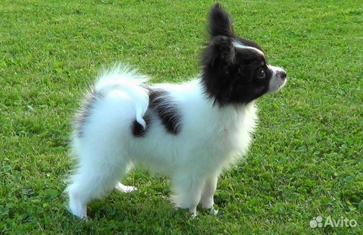 Щенки папийона