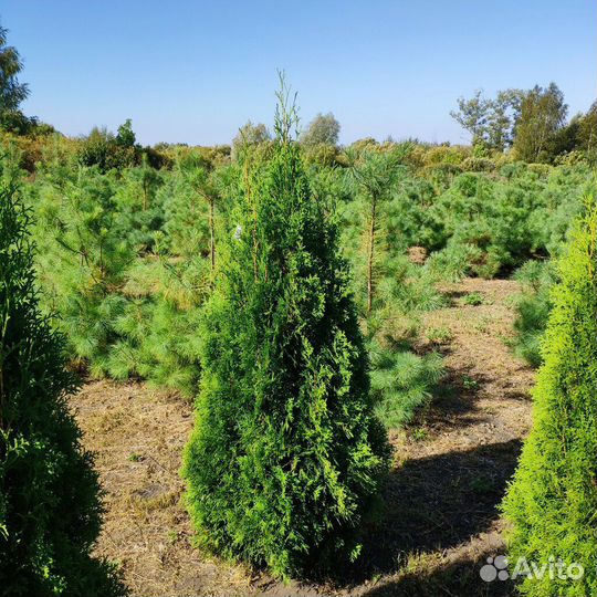 Туи Смарагд