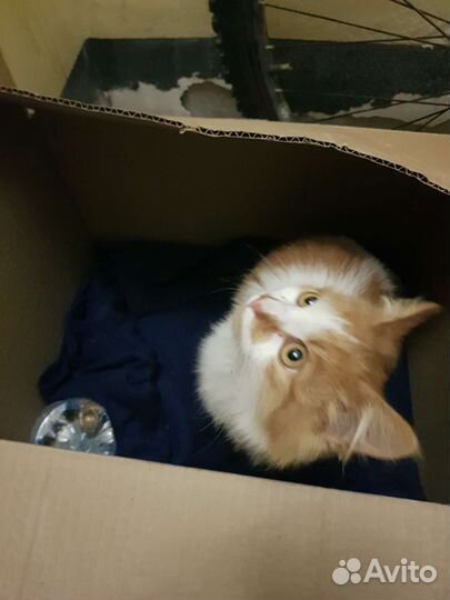 Кошка в дар