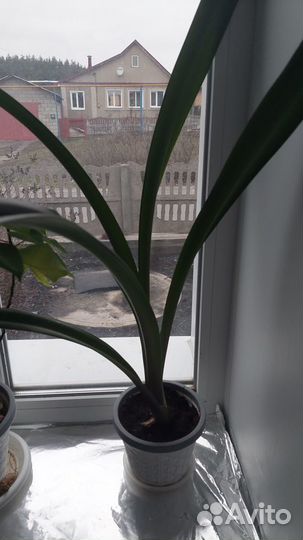 Гиппеаструм амариллис луковицы