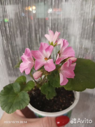 Пеларгония герань