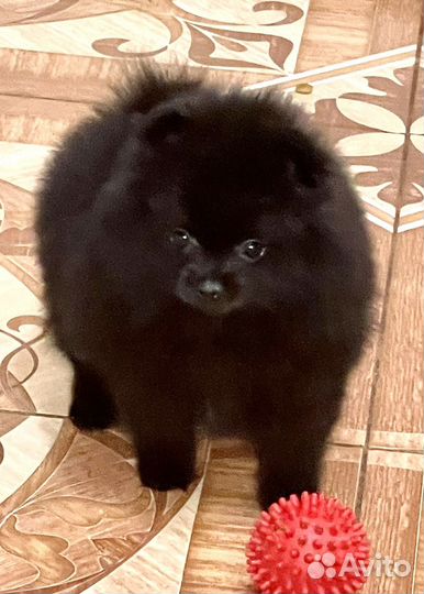 Померанский шпиц