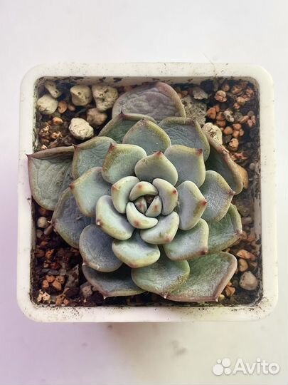 Эхеверии суккуленты