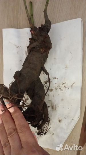 Пион корень Луис чойз