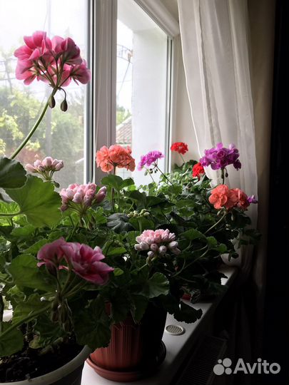 Пеларгония герань