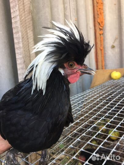 Куры несушки