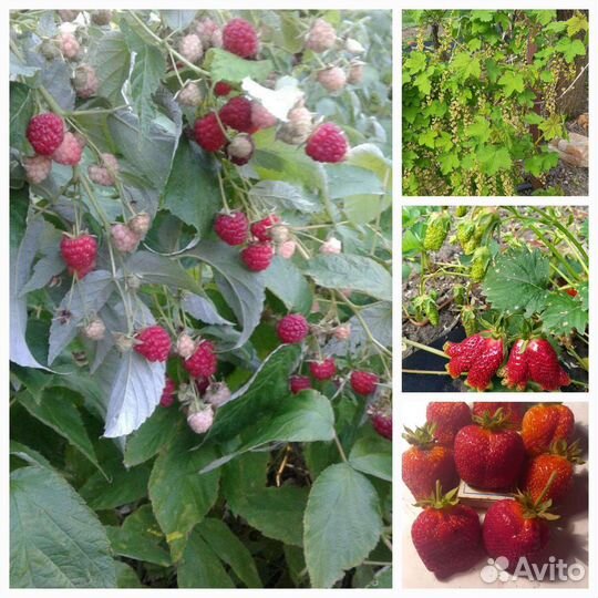 Рассада клубники,саженцы малины,смородины