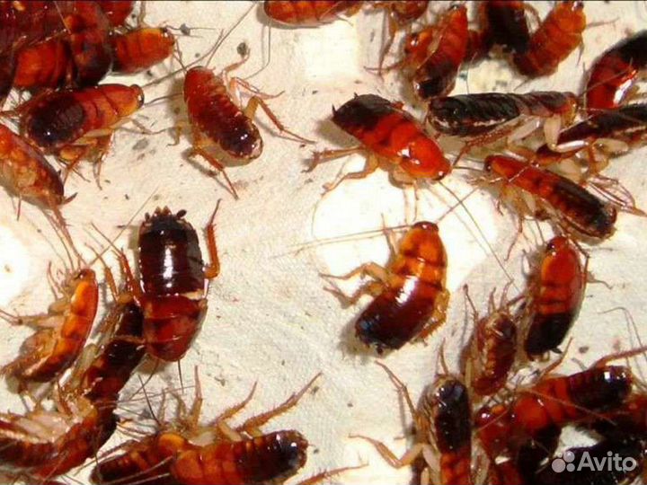 Кормовые насекомые