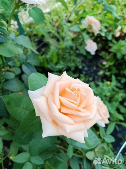 Розы букет 5 шт