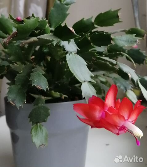 Комнатные цветы, перец острый