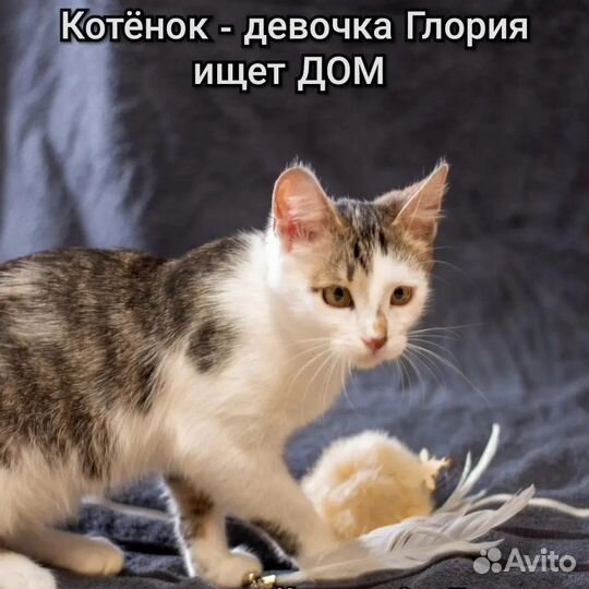 Глория ищет дом