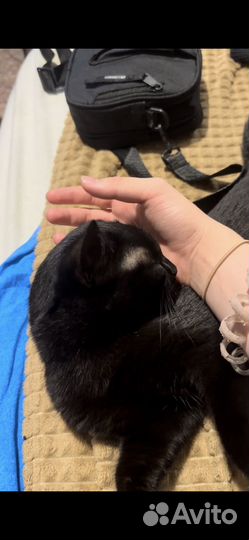 Черная кошка