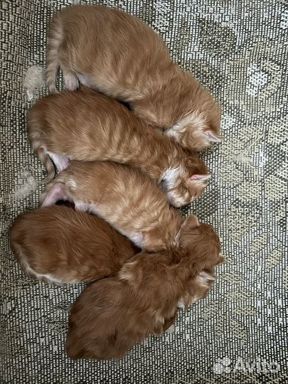 Мейн-кун вязка