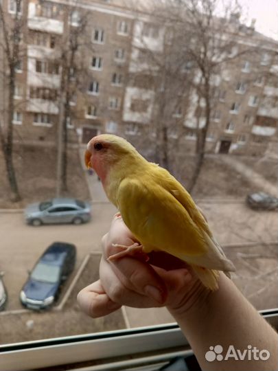 Птенец попугая неразлучника (2мес)
