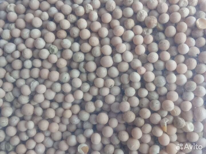 Горох сорт Софья семена