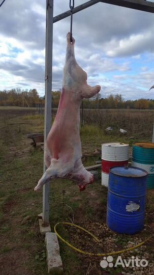 Мясо баранины