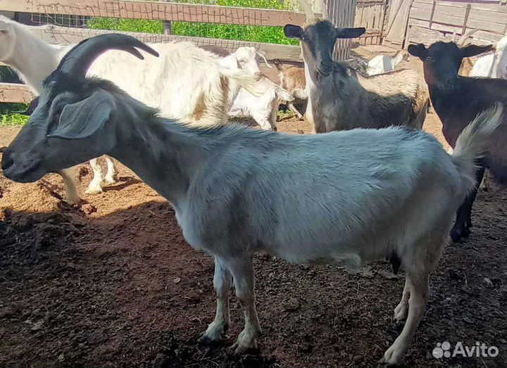 Молочные козы