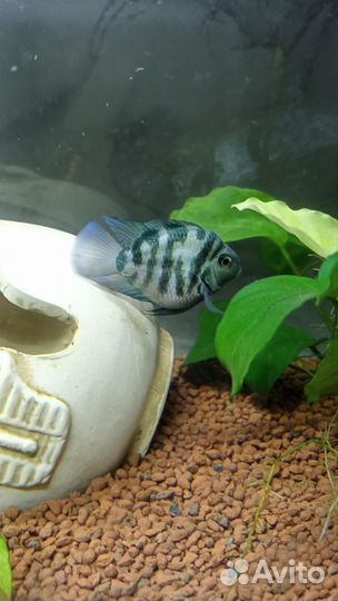 Сапфировый попугай