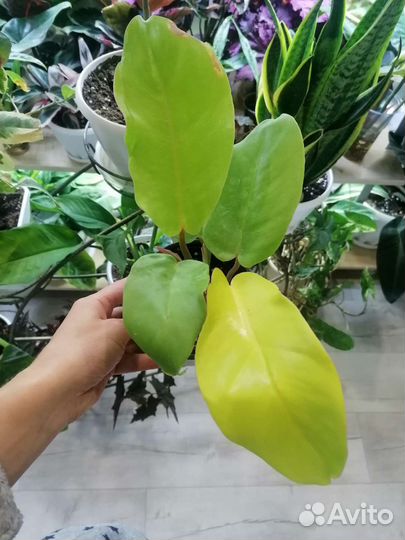 Филодендрон пин тонг