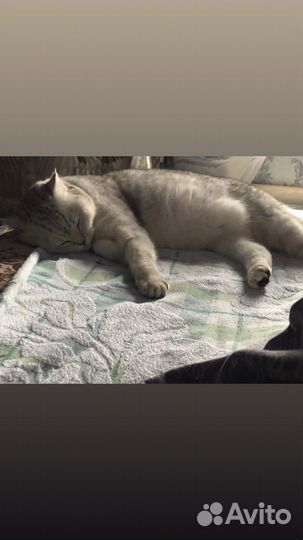 Кошка