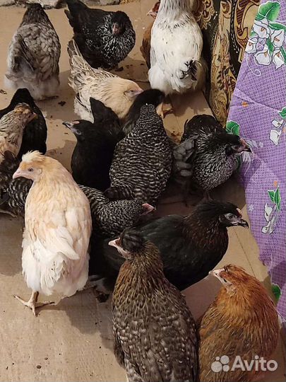 Куры несушки 
