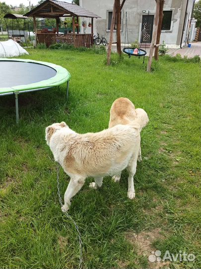 Армянский гампр щенки