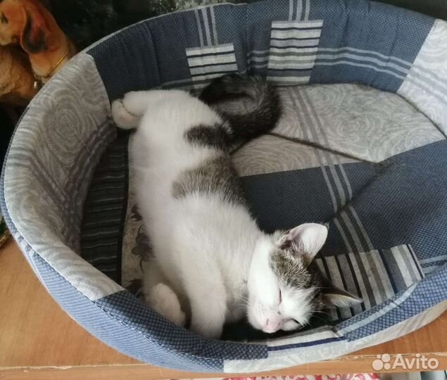 Девочка. Возраст 3 месяца. Стерилизация в подарок