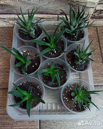 Комнатные растения цветы