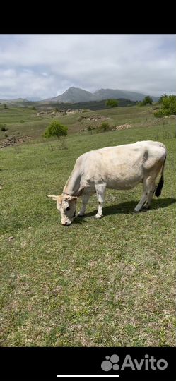 Корова дойная с теленком