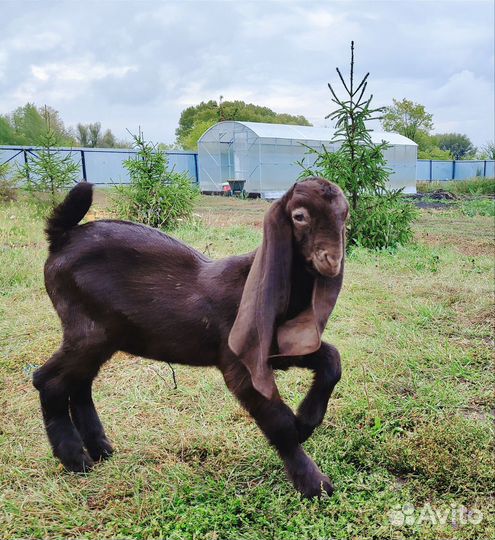 Козочки камори